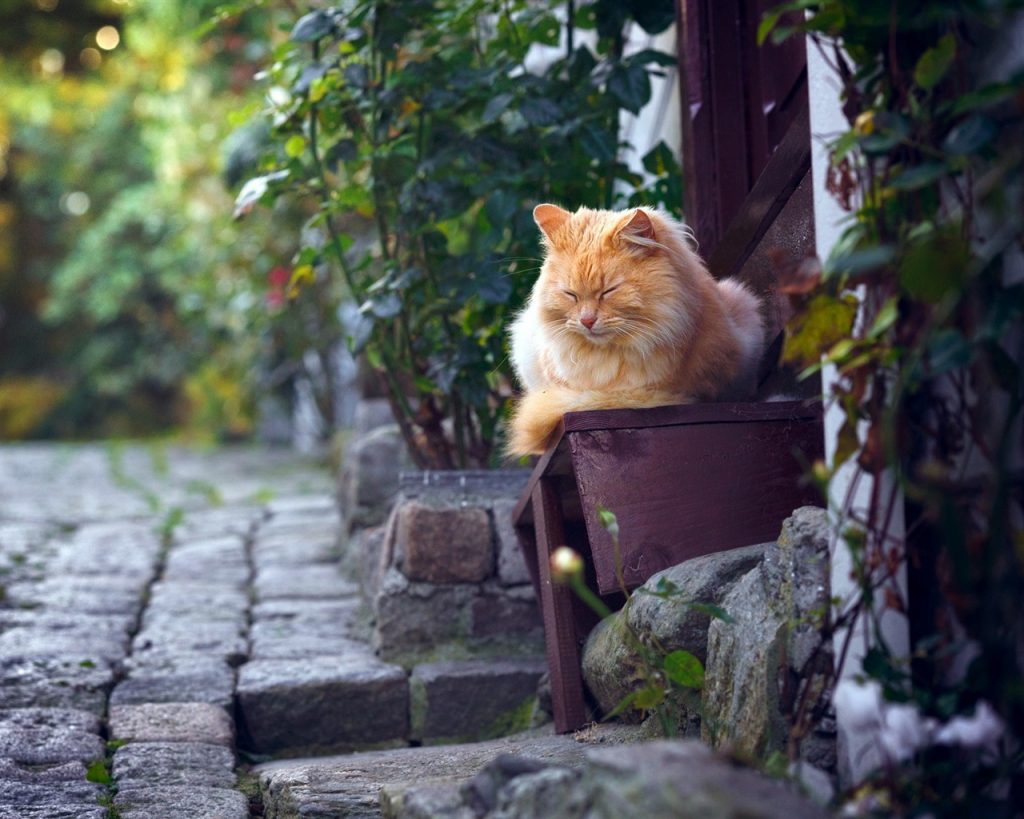Sleep cat street 1280x1024