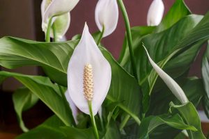 Spathiphyllum