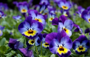 pansies tsvety klumba