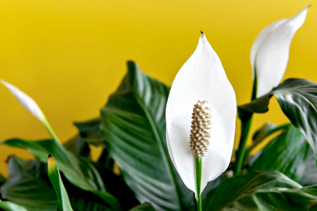 shutterstock 2090755180 1