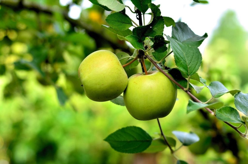 Two green apples