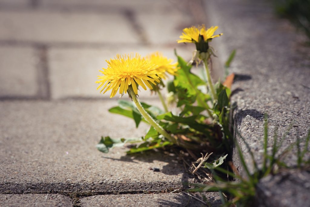 can dogs eat dandelion properties side effects why my spaniel puppy eats dandelion