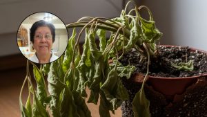 jacobina sanchez experta en plantas este truco revivira a las que estan marchitas en 15 dias foto imagen ilustrativa hecha con ia gemini instagram EKEZZBJFY5B2PLGSWCCISHPPNU