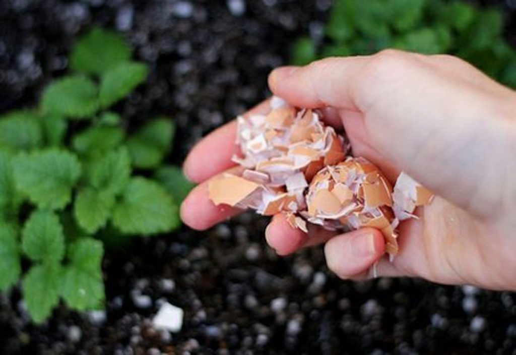 jardin 3 usages des coquilles doeuf
