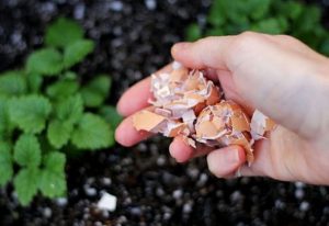 jardin 3 usages des coquilles doeuf