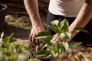 las plantas levantan cualquier patio chico foto pixabay 7BGENP73KBCN5IDUML2NJKXVCA